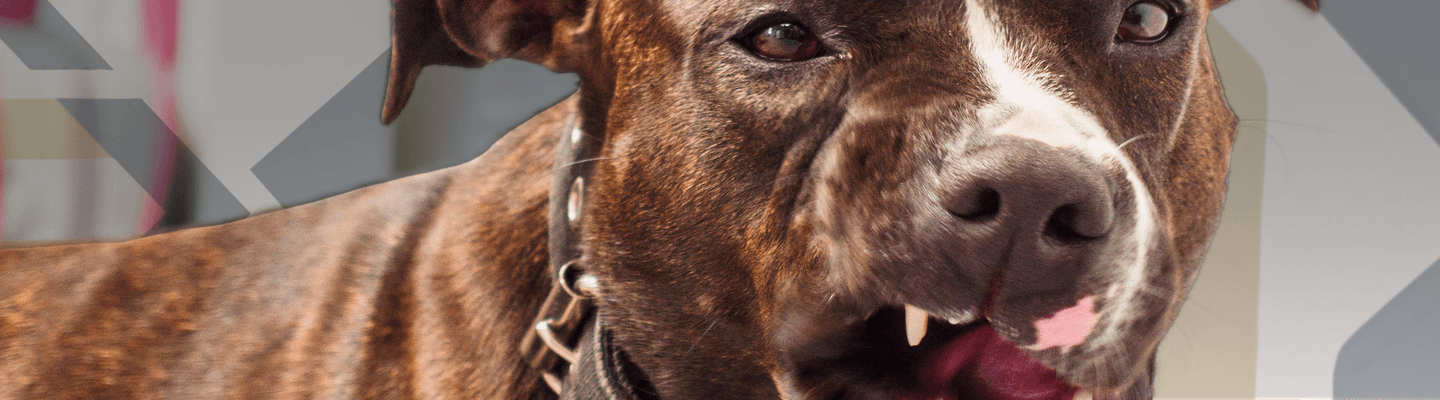 Sofri um ataque de cachorro: quais provas e despesas devem ser guardadas?